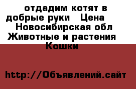 отдадим котят в добрые руки › Цена ­ 1 - Новосибирская обл. Животные и растения » Кошки   